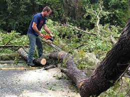 Why Choose Our Tree Removal Services in Royal Oak, MI?